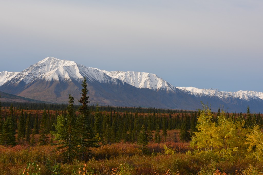 The drive along the Parks Highway at this time of year is stunning, combining fall colours with winter colours