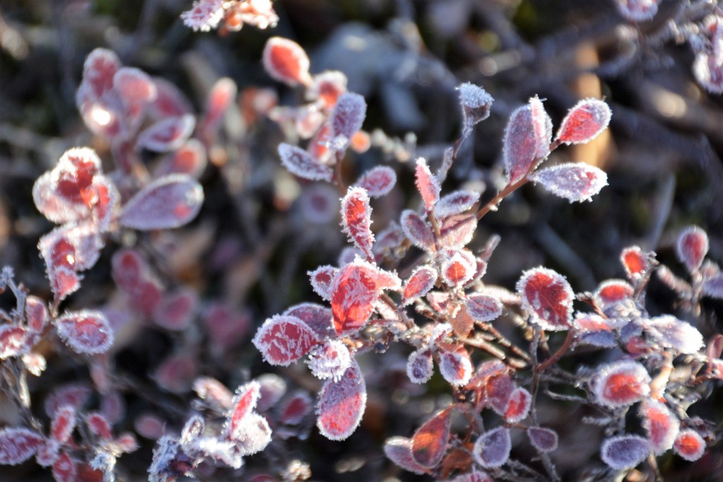 An arty-farty photo of frozen flowers around camp on our sub-zero morning