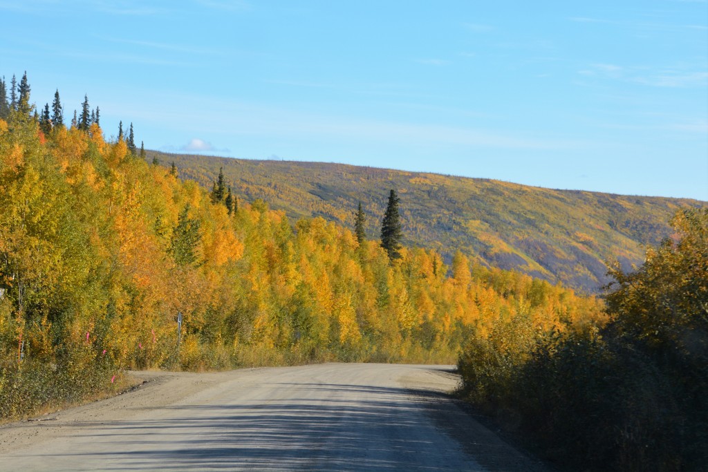 After months of driving through endless green forests we've now been confronted by this incredible array of forest colours