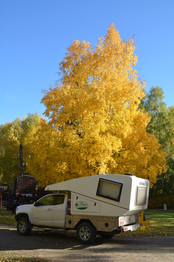 One last shot of the bright colours of Alaskan autumn - a Cottonwood provides shade for Tramp