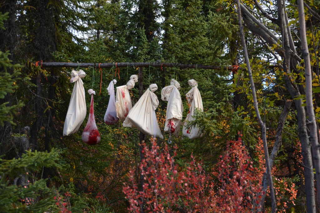 The spoils of war - hunters hang up their quartered moose before taking it home