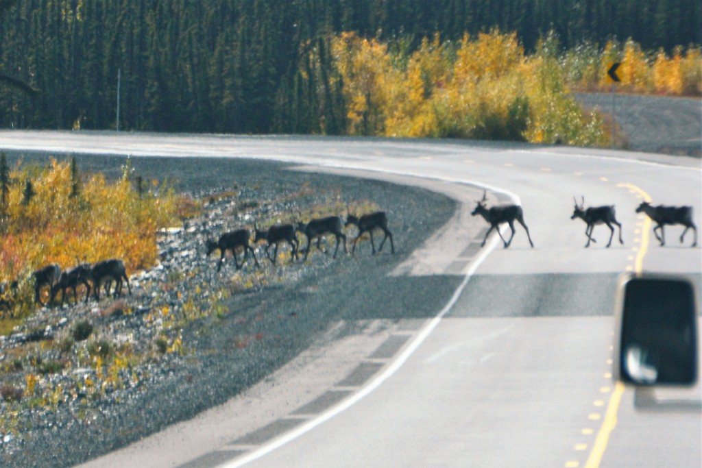 The ones that got away - every one of these caribou with antlers would be fair game to hunters but we just saw them cross the highway