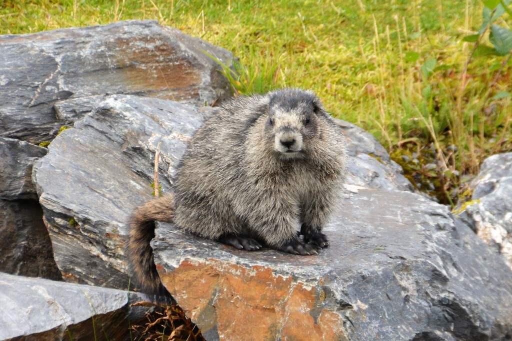 This hoary marmot seemed to enjoy his moment of fame