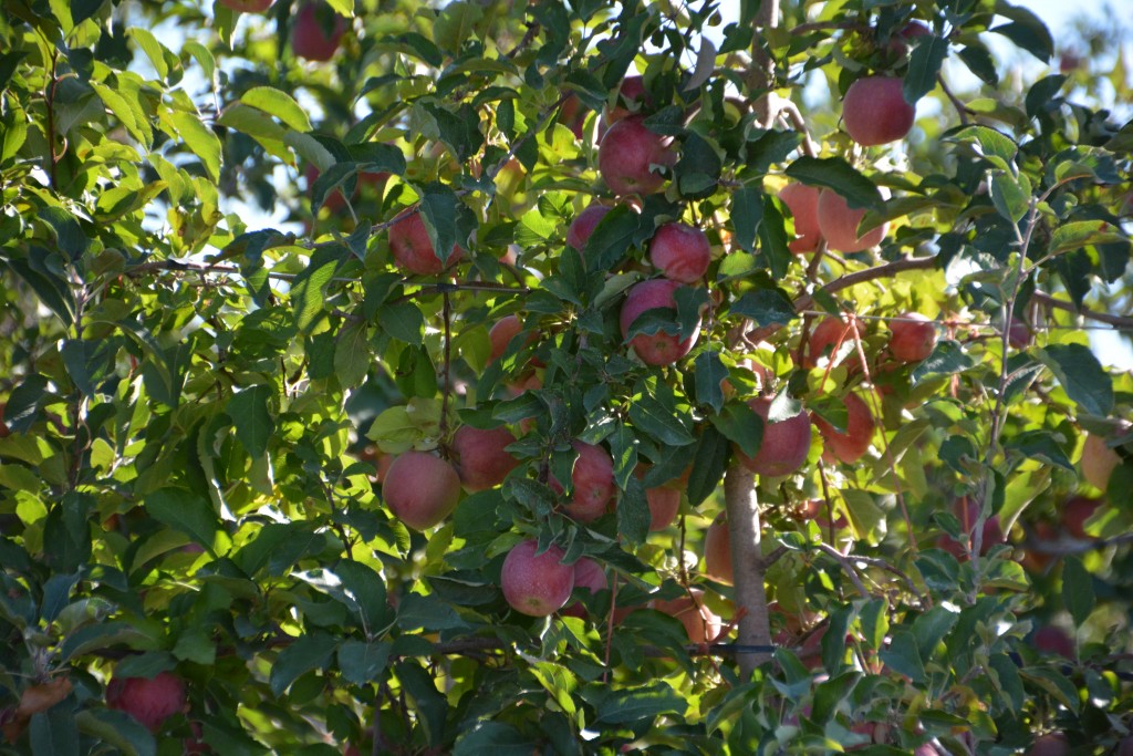 Orchards were also a feature of this area, especially apples which were ready for picking