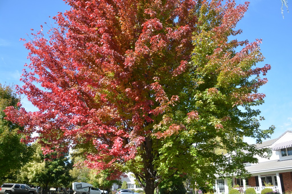 Fall colours everywhere we go, including this big tree which is only changing on its sunny side