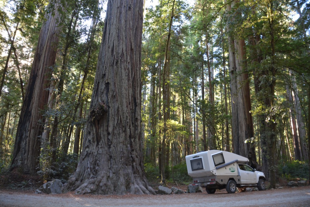 Oh man, the California Coastal Redwoods make mighty Tramp look small and insignificant