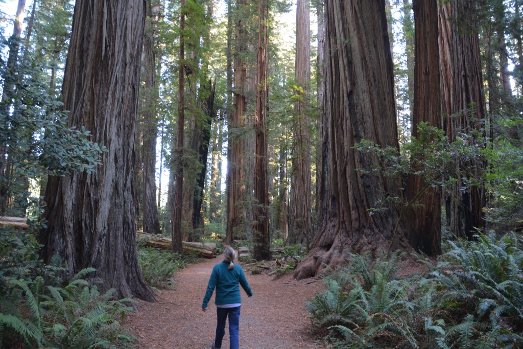 Walking amongst giants - great fun to enjoy a quiet morning amongst these redwoods