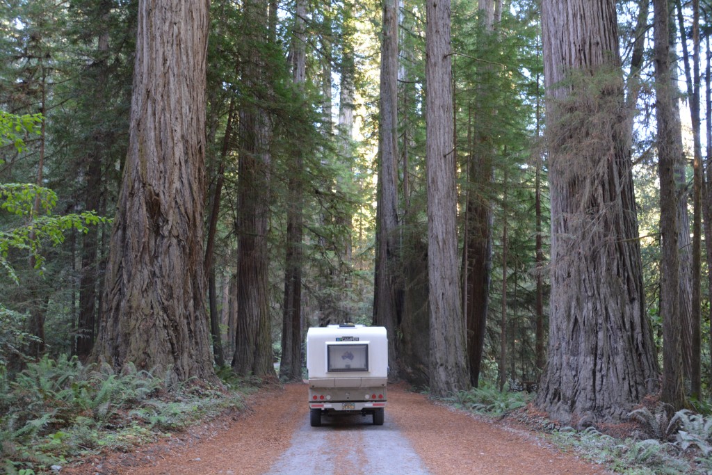 Good bye big trees, see you next time