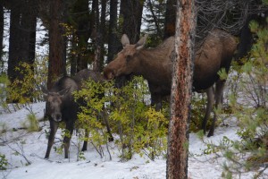 Mum and her baby moose nibble on exposed leaves after the first snow in Jasper National Park