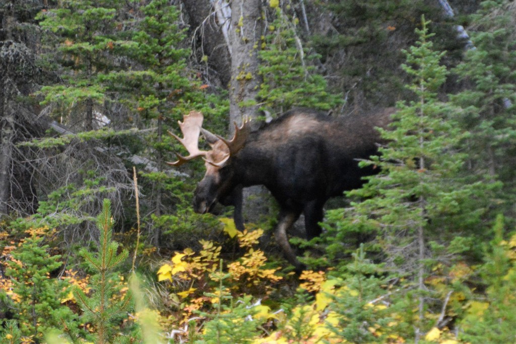 A big bull moose followed a pretty little female through the trees, all the while giving his best 'pick me pick me' moose calls - but after all, it is rutting season