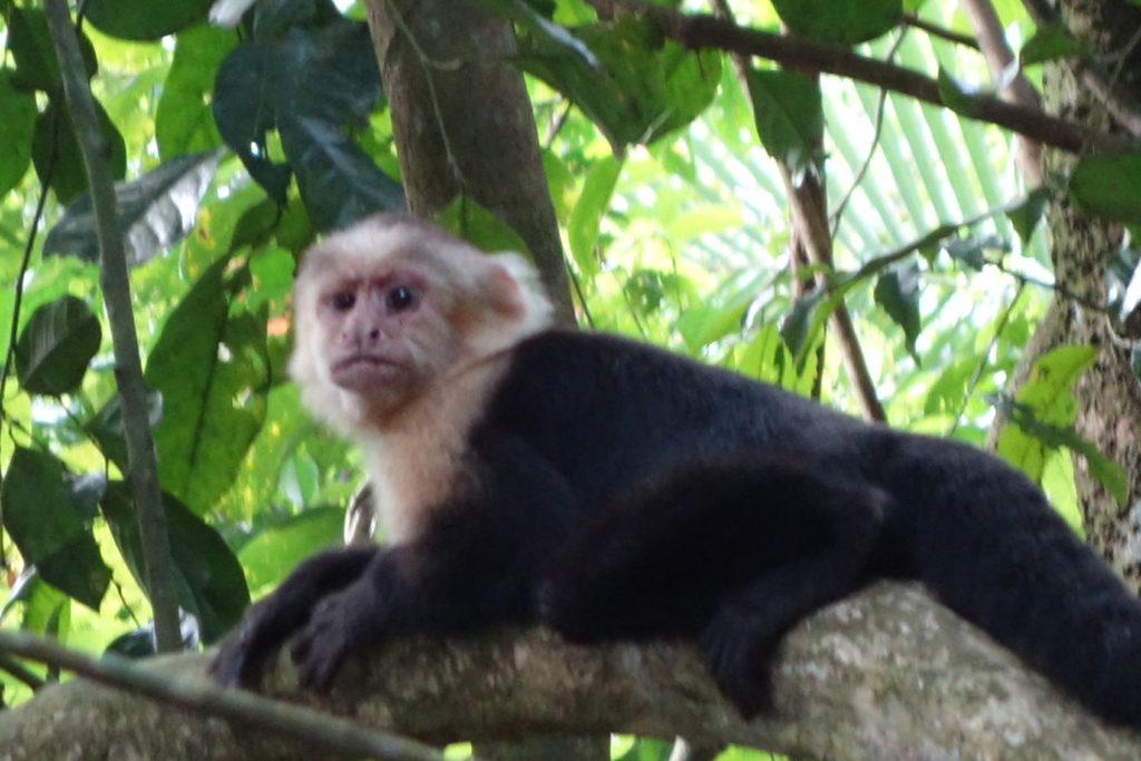 The adorable white faced monkey was the poster child for Antonio Manuel National Park